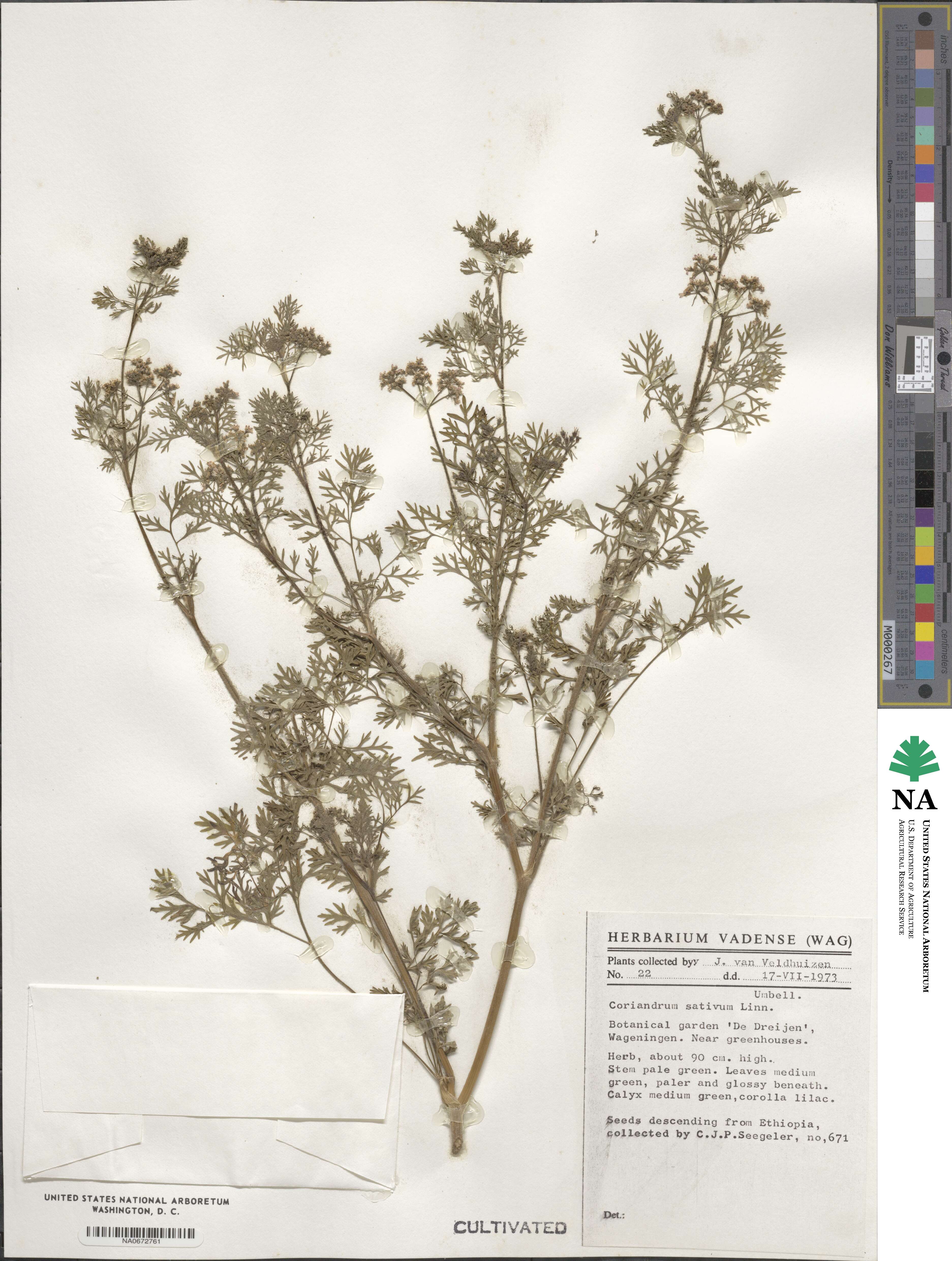 Coriandrum sativum image