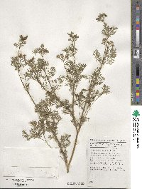 Coriandrum sativum image