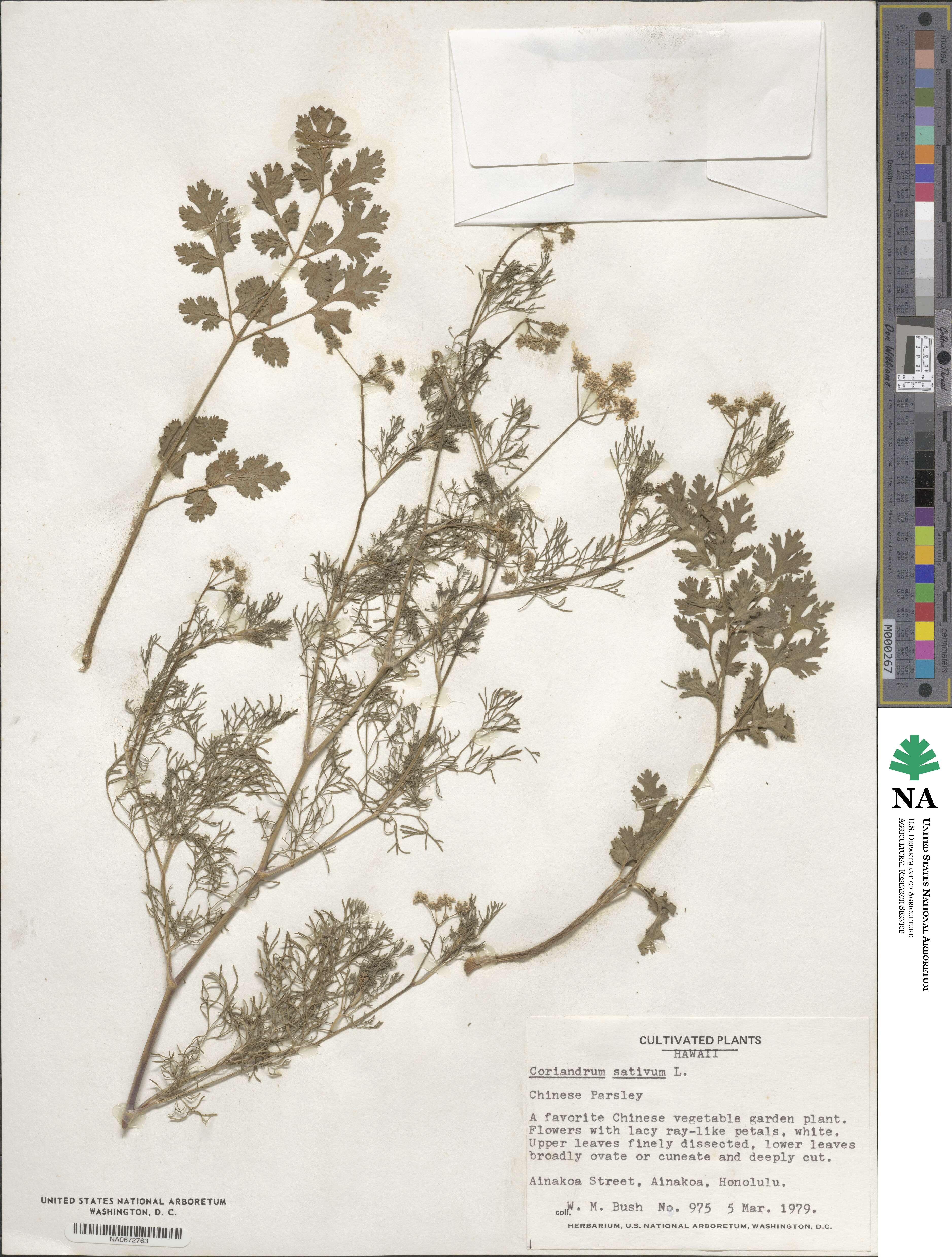 Coriandrum sativum image