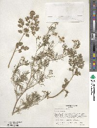 Coriandrum sativum image