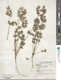 Coriandrum sativum image