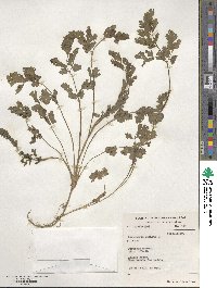 Coriandrum sativum image