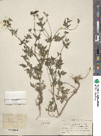 Torilis japonica image