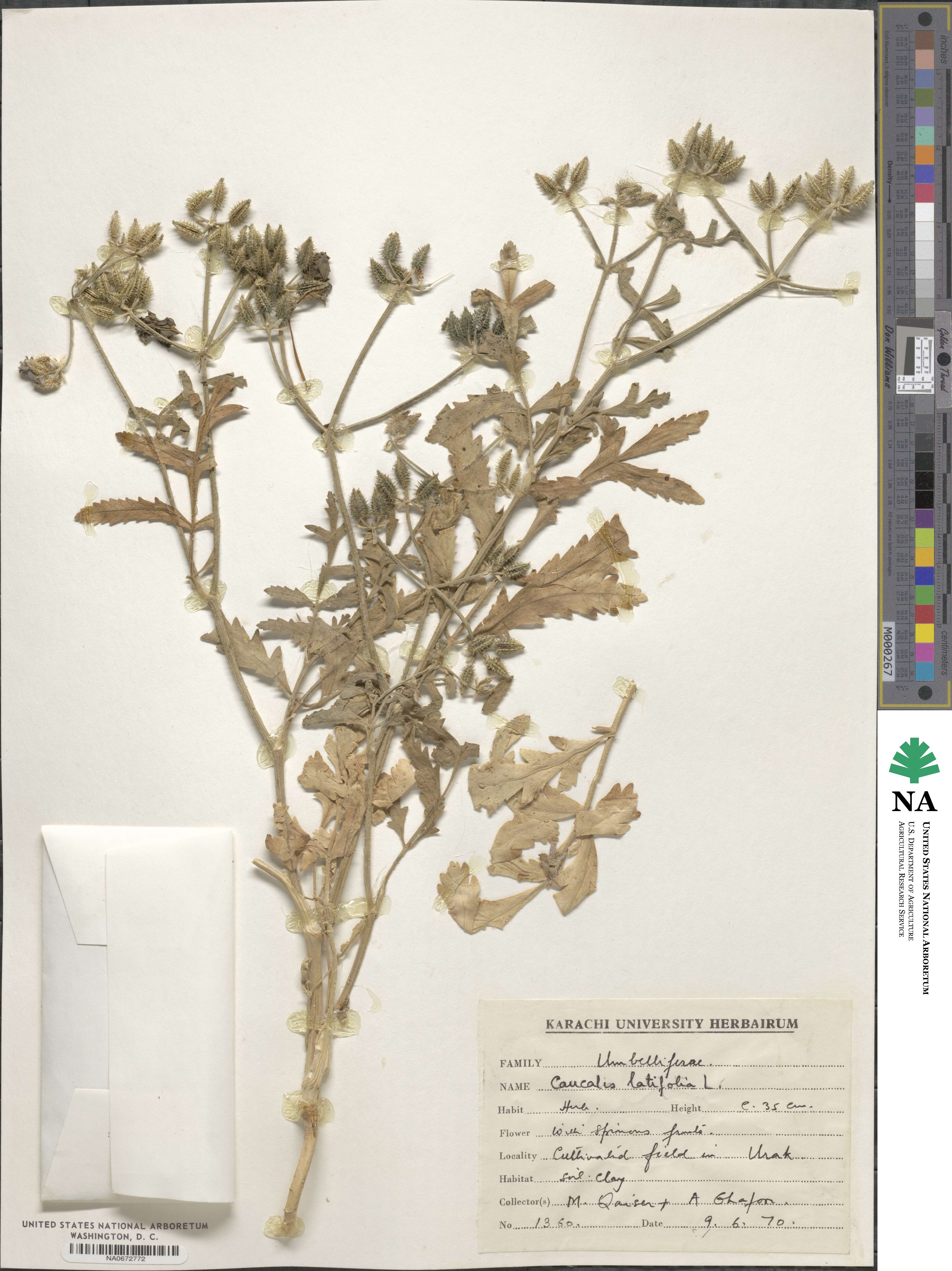 Turgenia latifolia image
