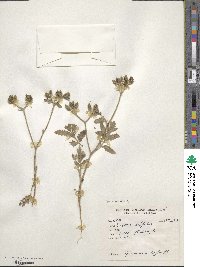 Turgenia latifolia image