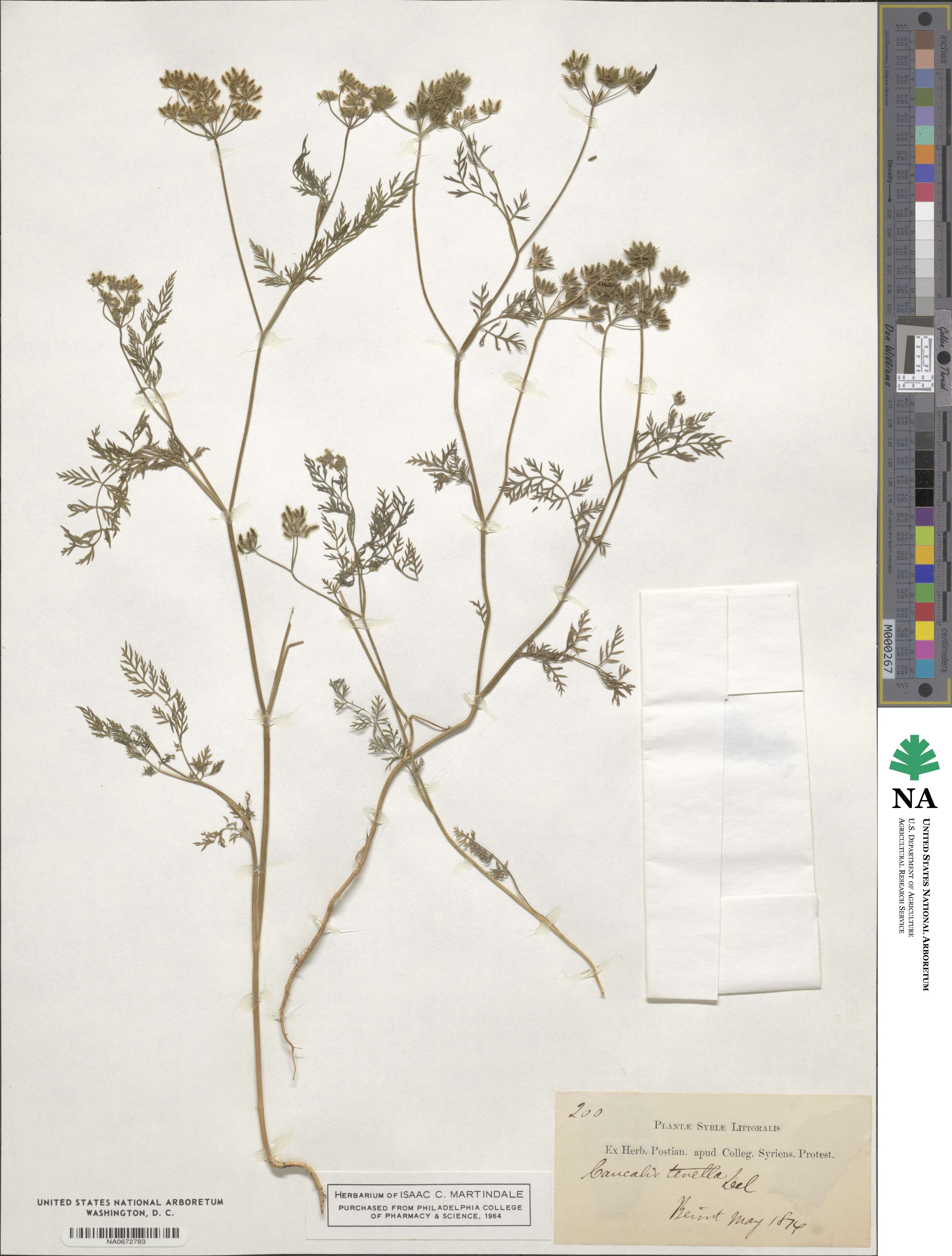Torilis tenella image