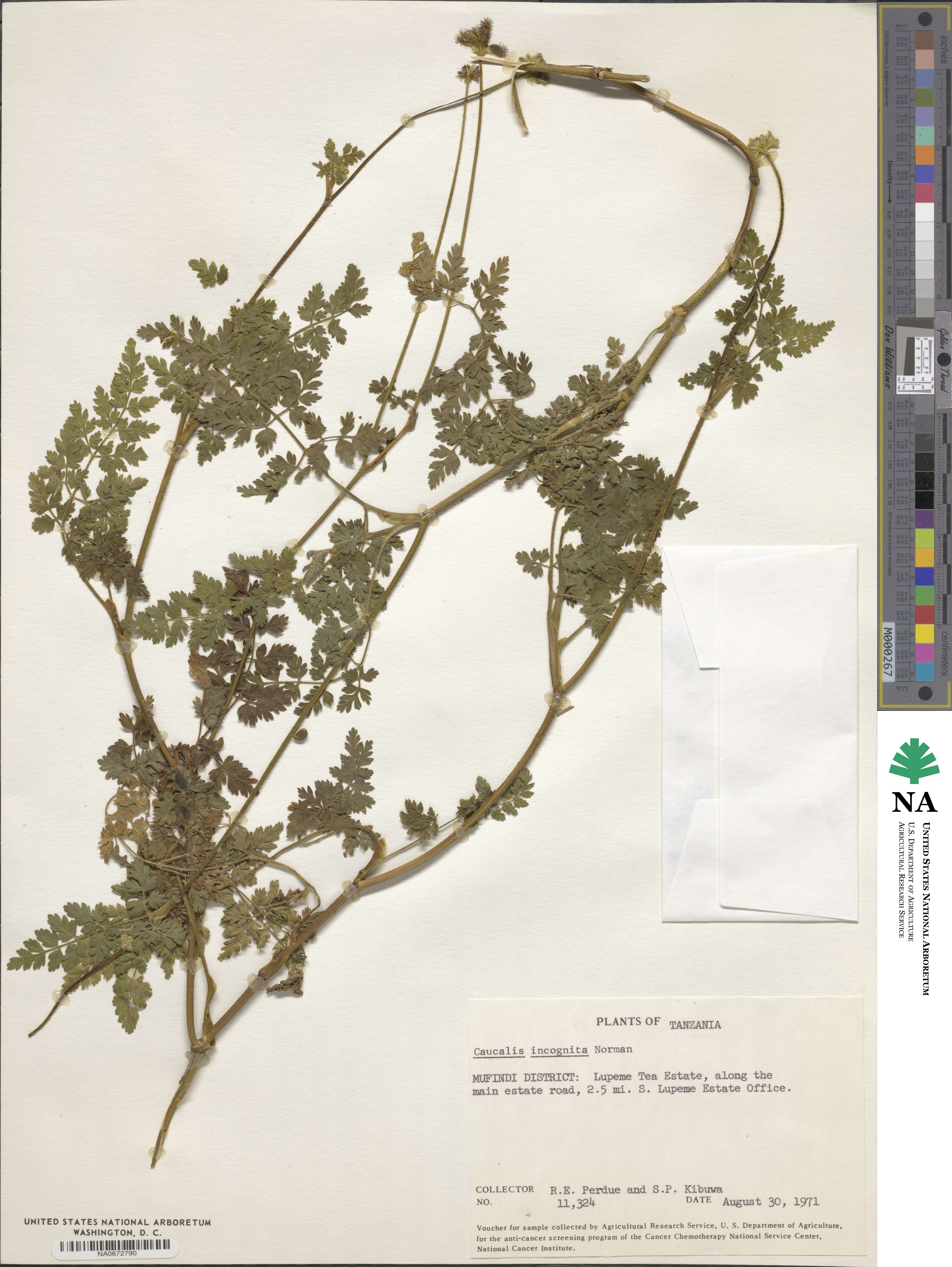 Daucus incognitus image