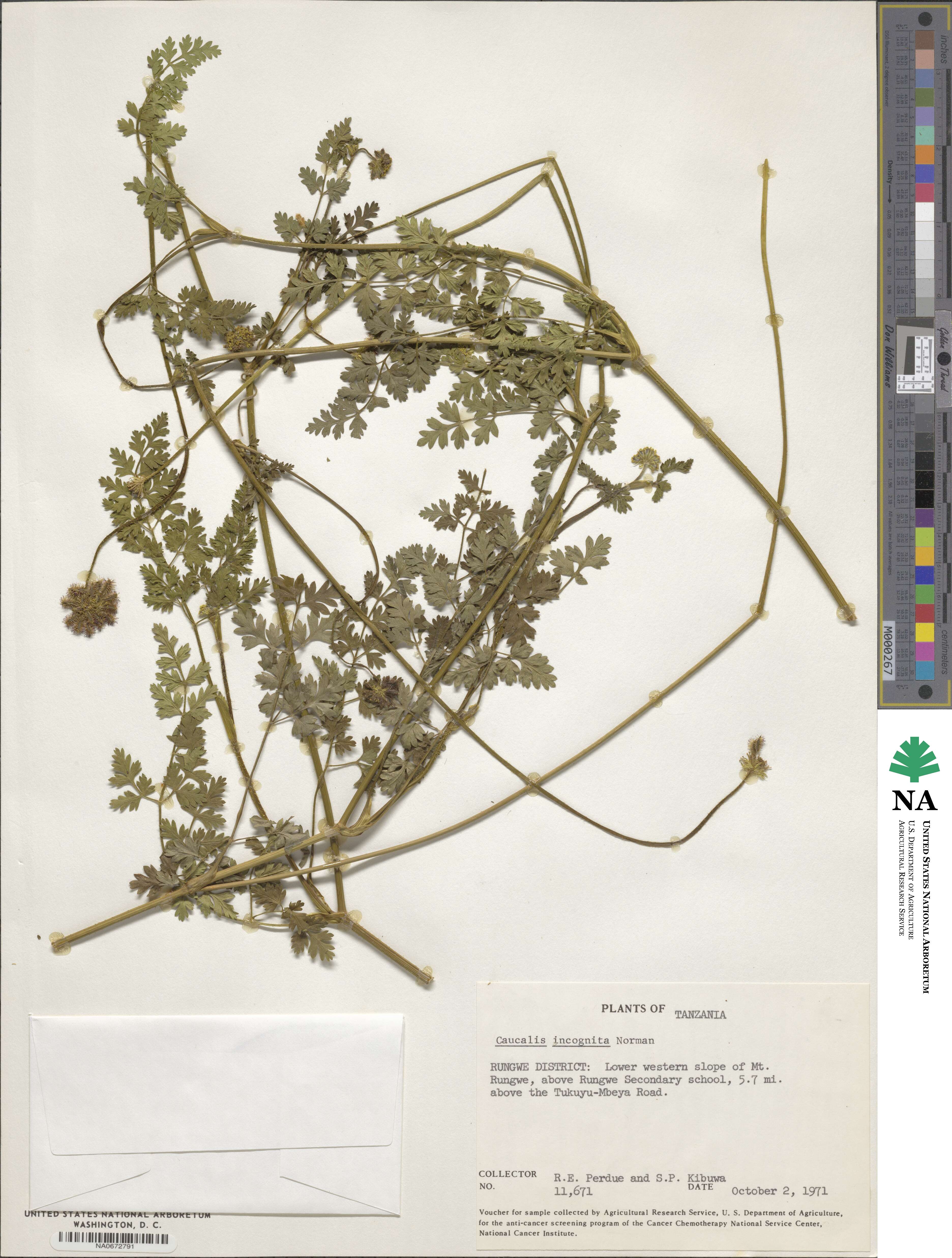 Daucus incognitus image