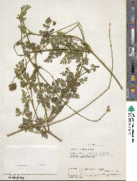 Daucus incognitus image