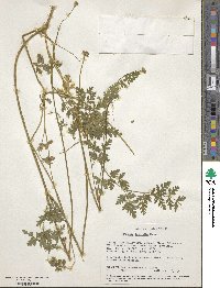 Daucus incognitus image