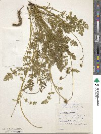 Turgenia latifolia image