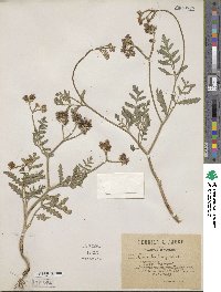 Turgenia latifolia image