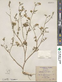 Caucalis leptophylla image