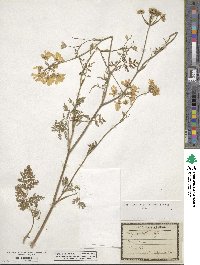 Orlaya grandiflora image