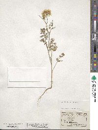 Orlaya grandiflora image