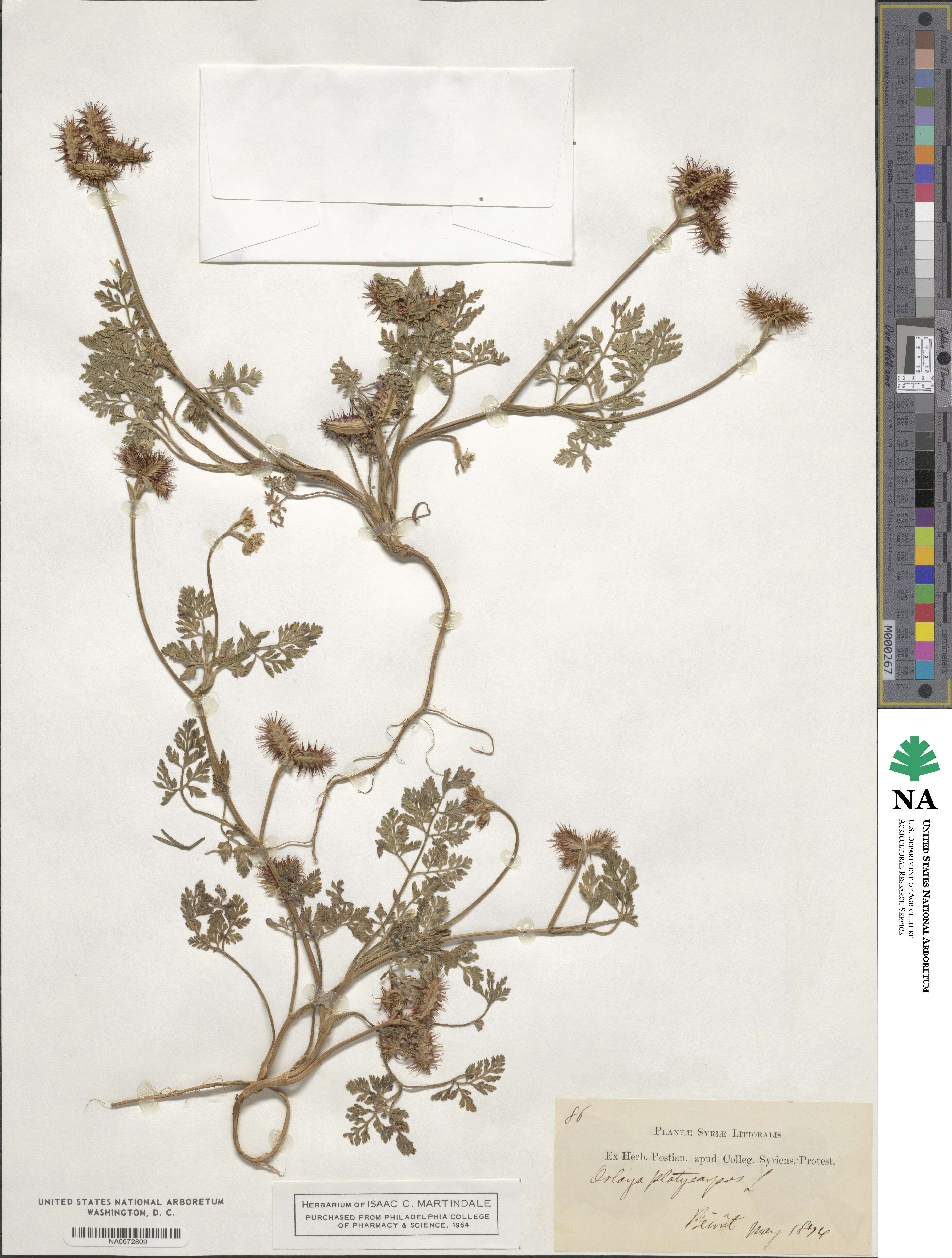 Orlaya platycarpos image
