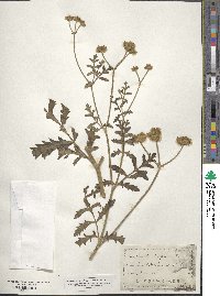 Turgenia latifolia image