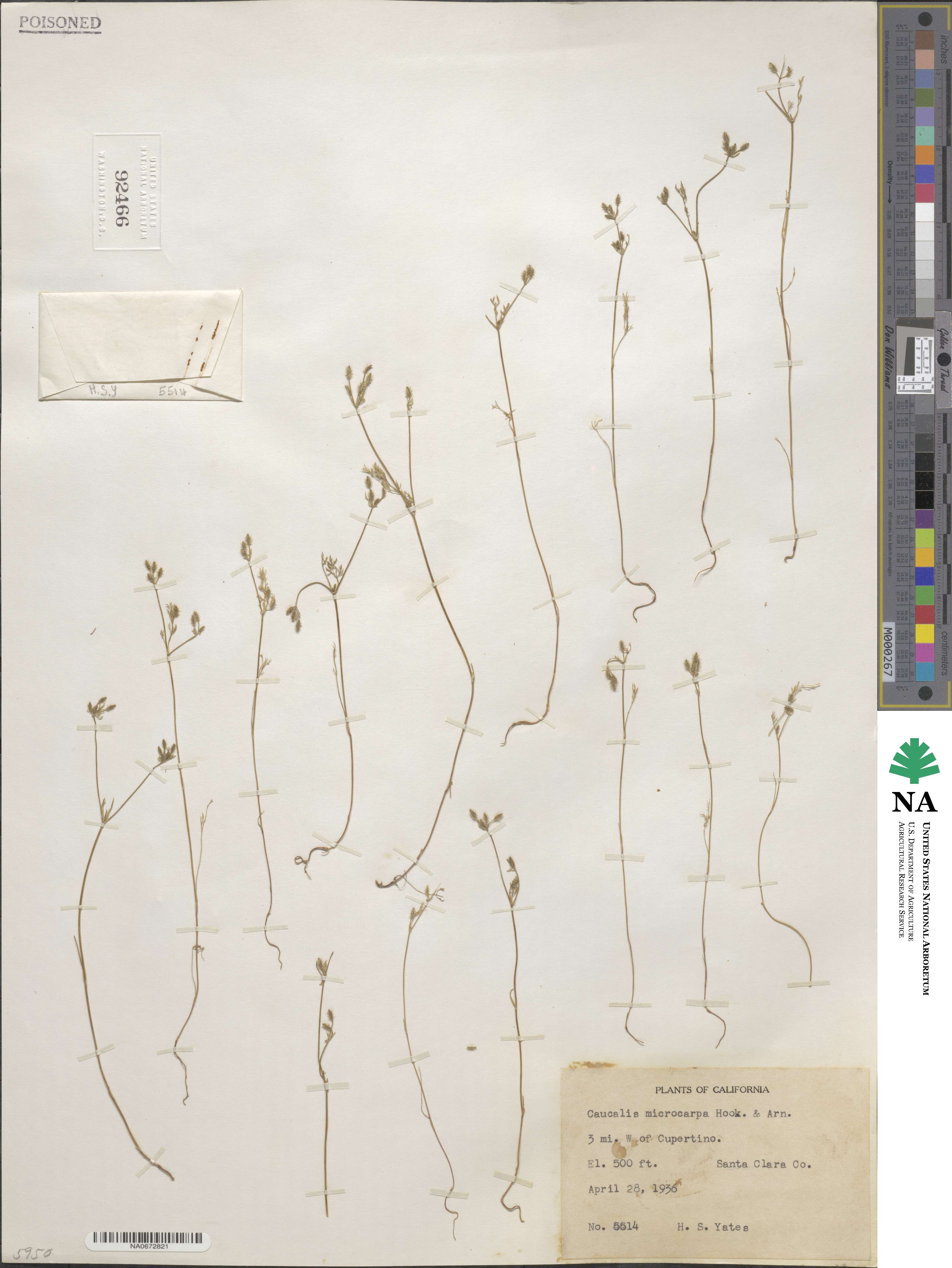 Yabea microcarpa image