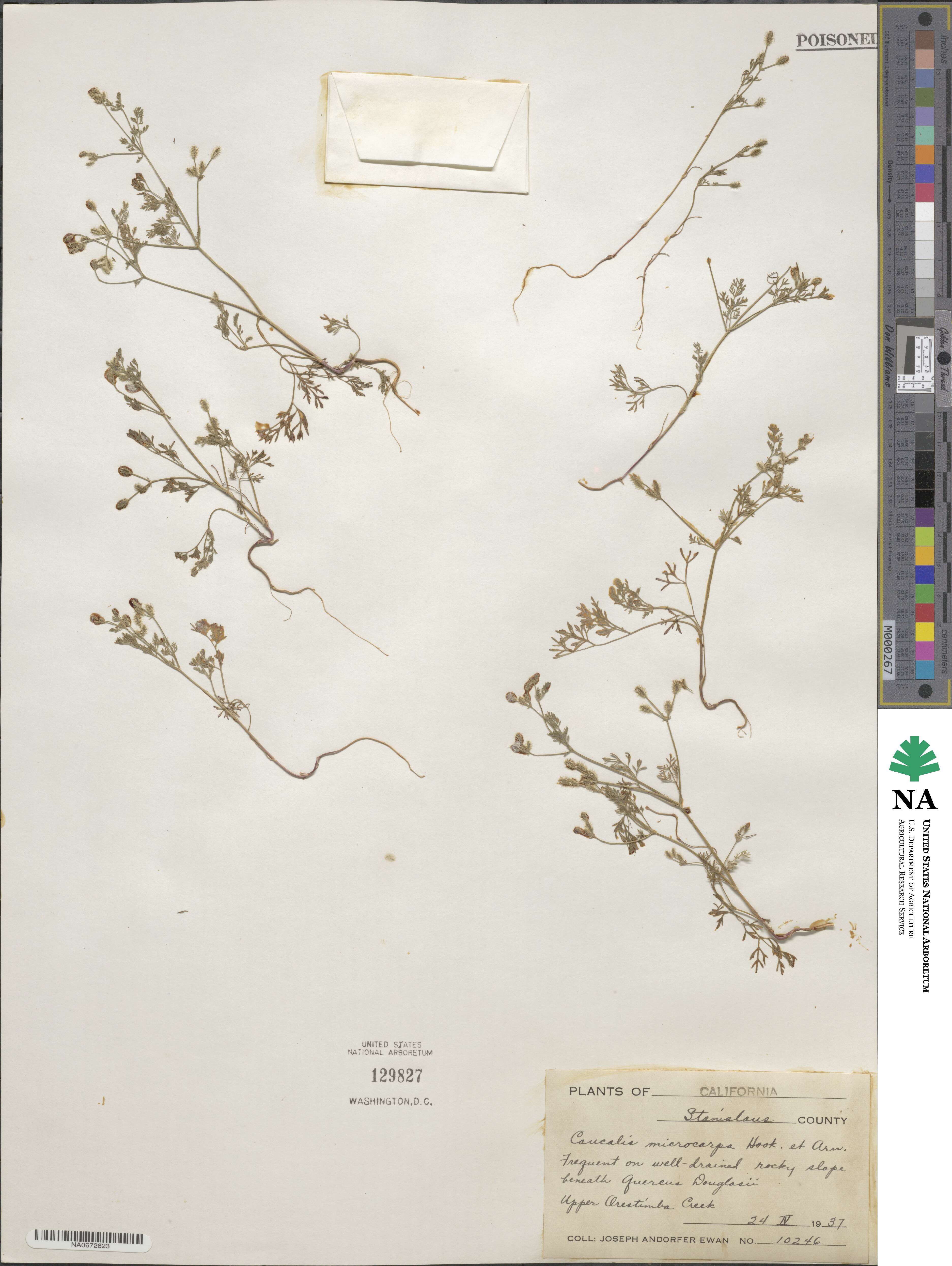 Yabea microcarpa image