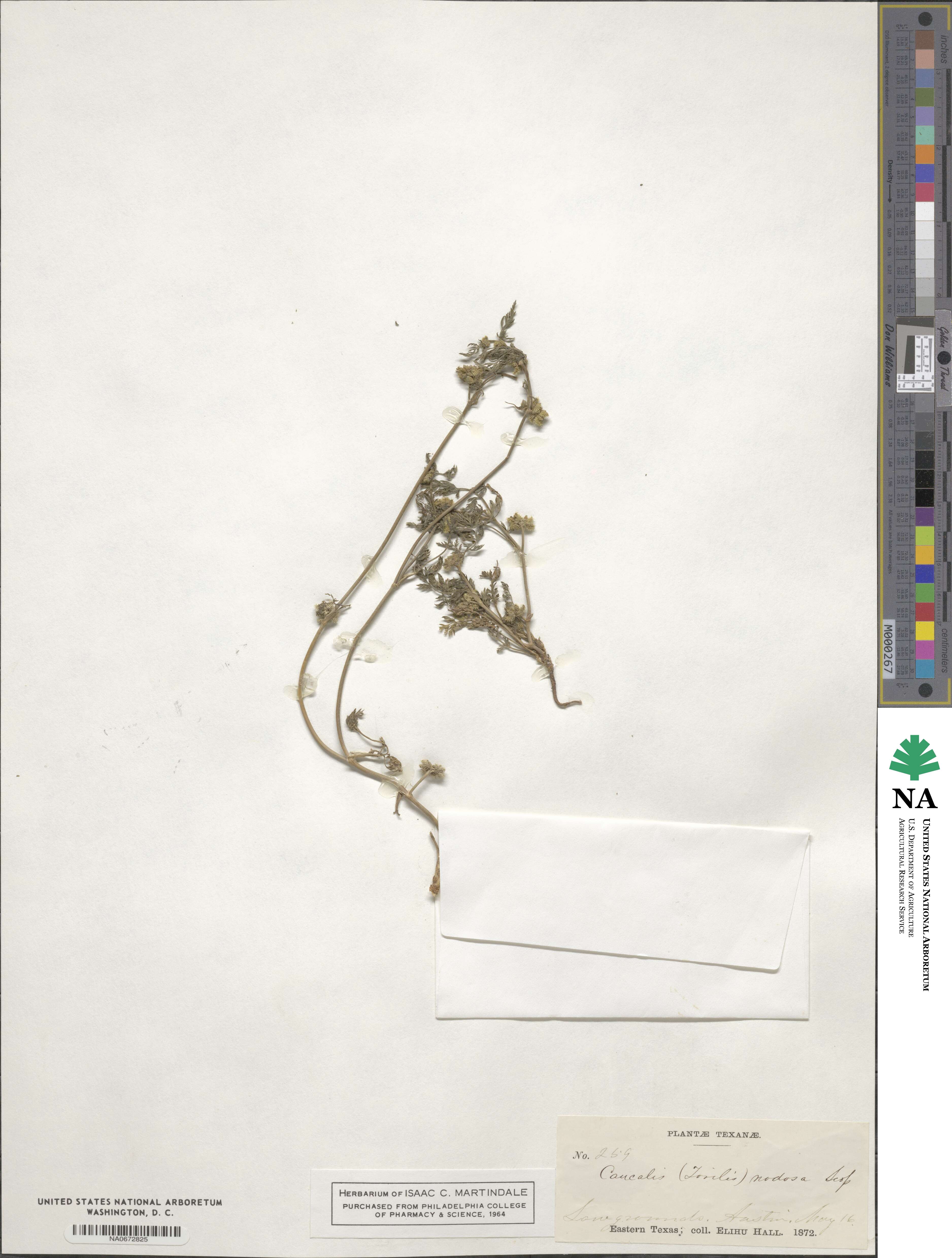 Torilis nodosa image