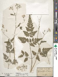 Torilis japonica image