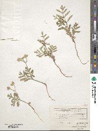 Turgenia latifolia image