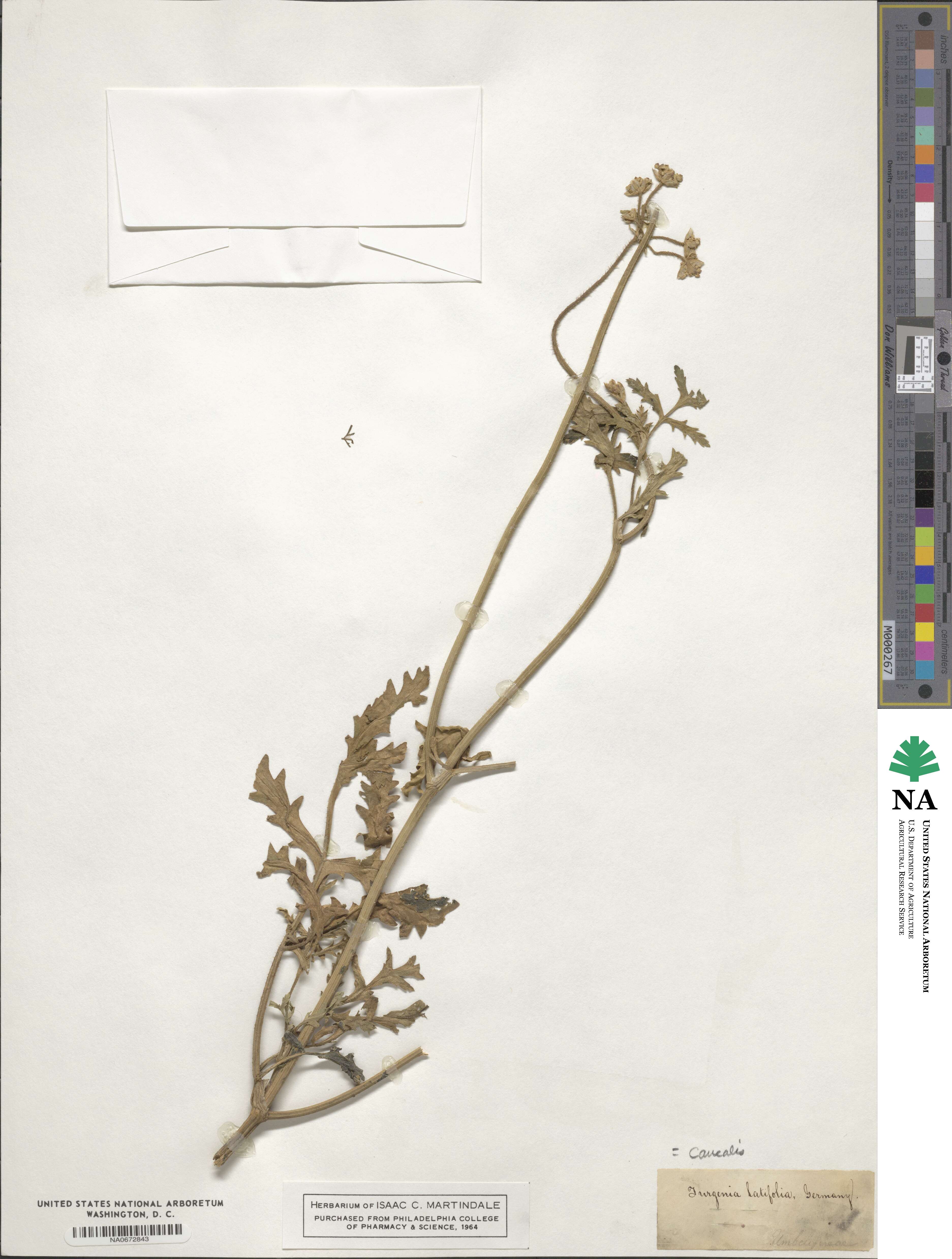 Turgenia latifolia image