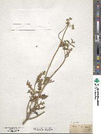 Turgenia latifolia image