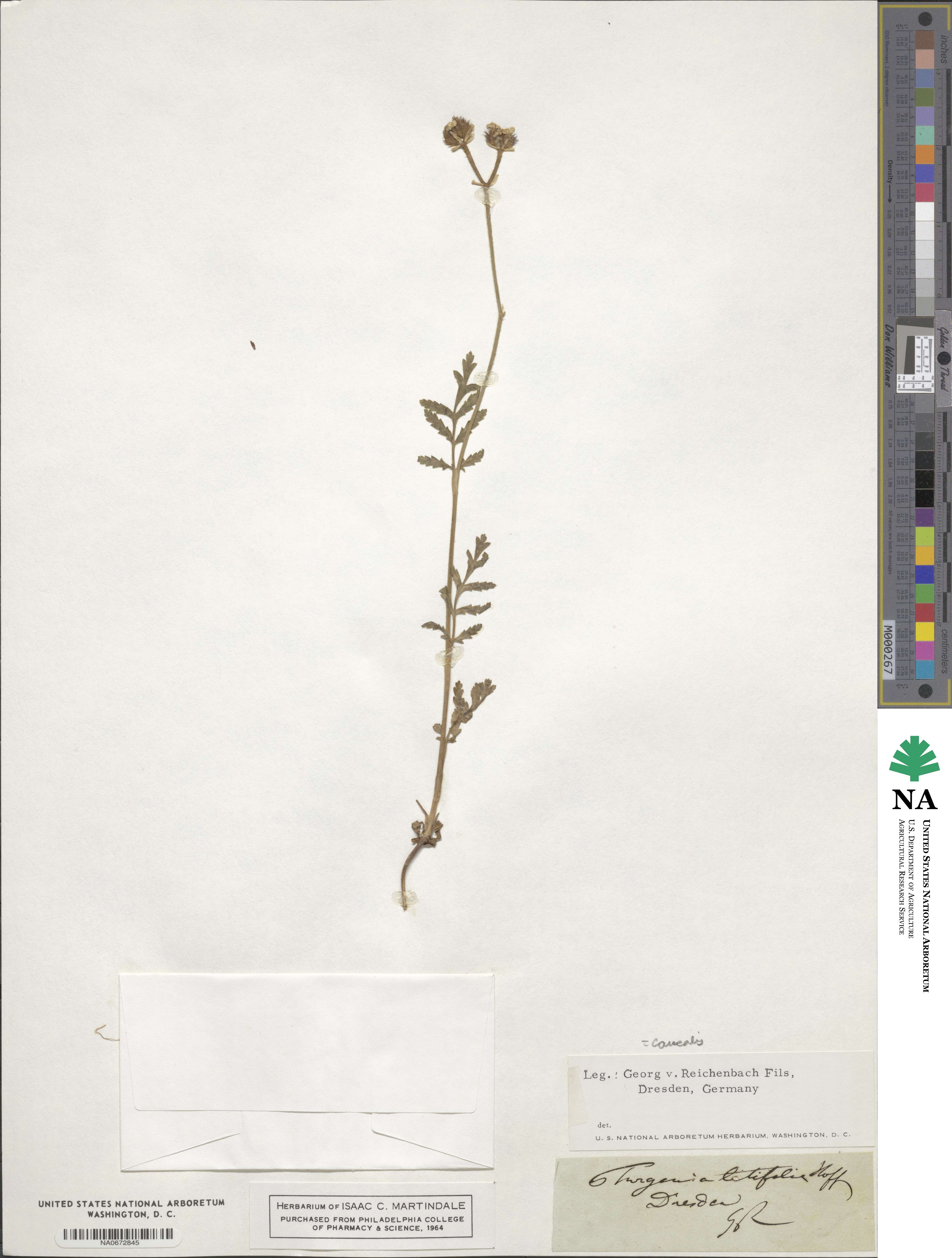 Turgenia latifolia image