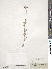 Turgenia latifolia image