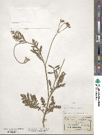 Turgenia latifolia image