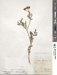 Turgenia latifolia image