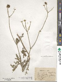 Turgenia latifolia image