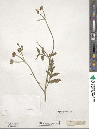 Turgenia latifolia image