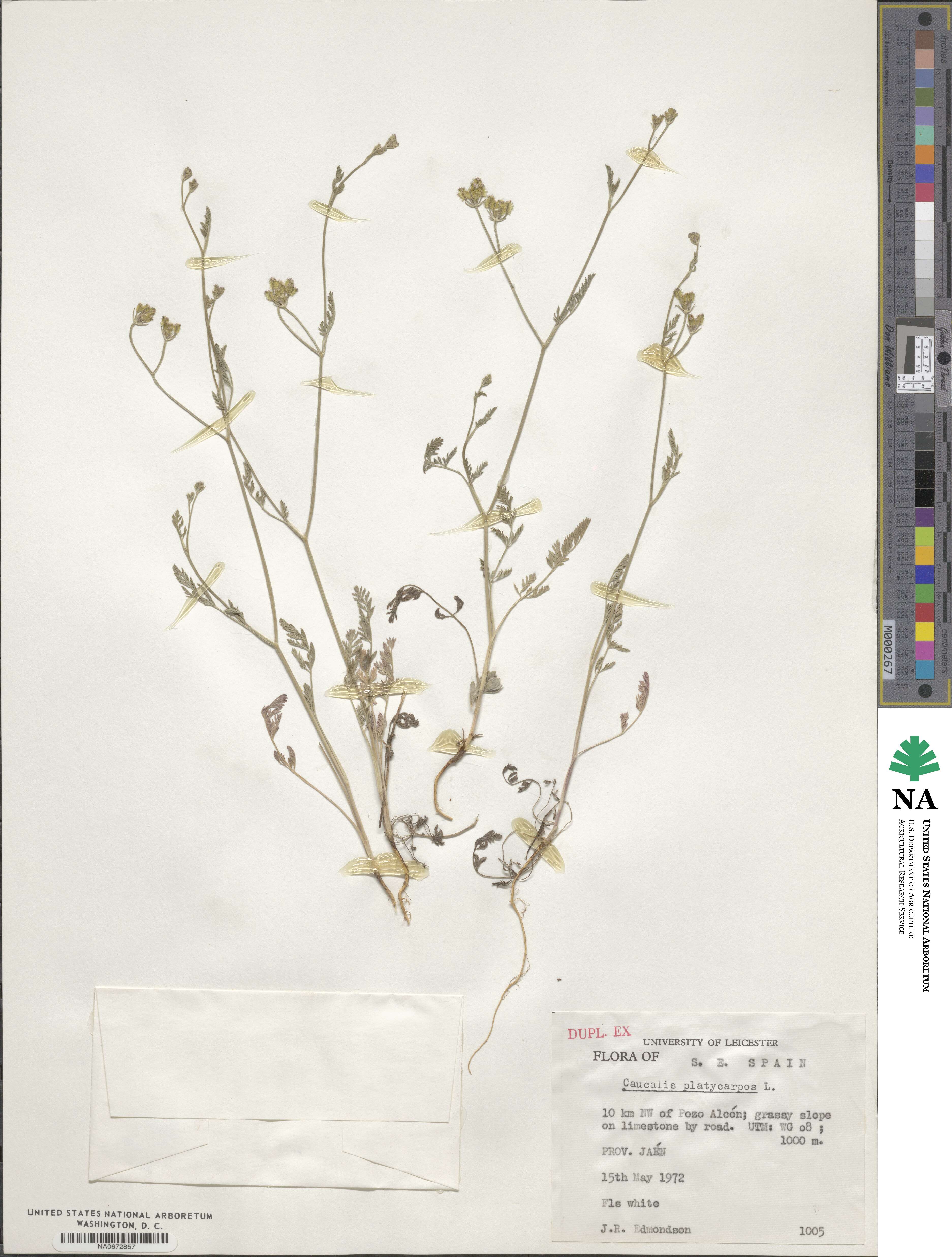 Caucalis platycarpos image