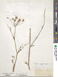 Astrodaucus orientalis image