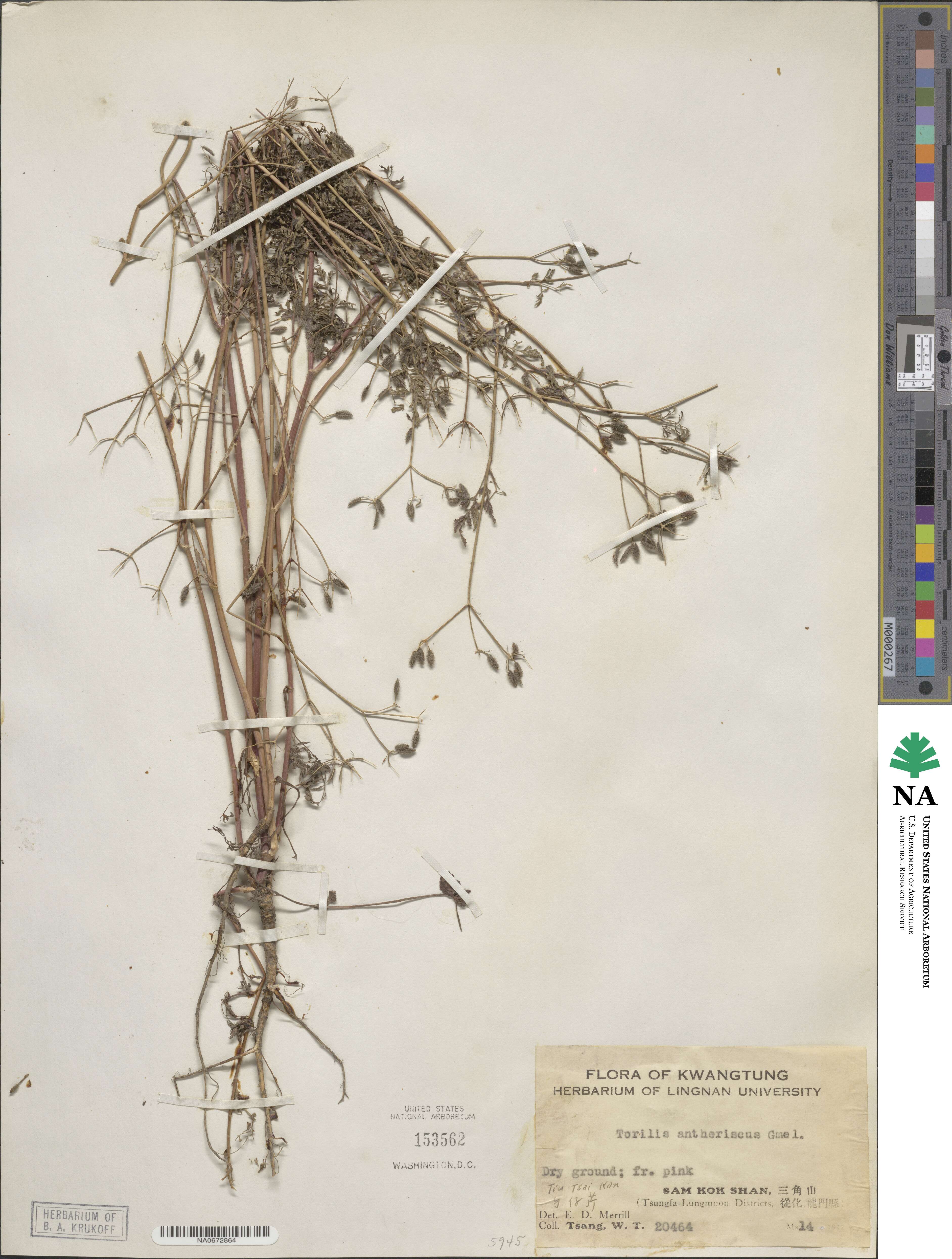 Torilis anthriscus image