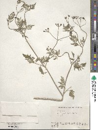 Torilis japonica image