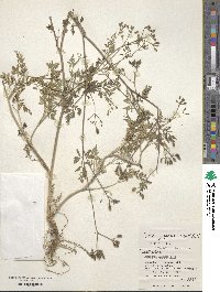 Torilis japonica image