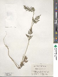 Torilis japonica image