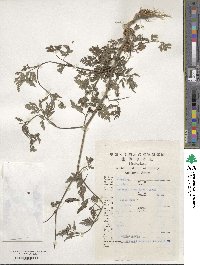 Torilis japonica image