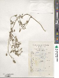 Torilis japonica image