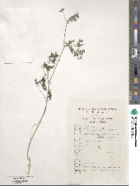 Torilis japonica image