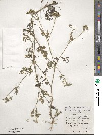 Torilis japonica image