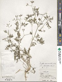 Torilis japonica image