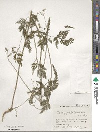 Torilis japonica image