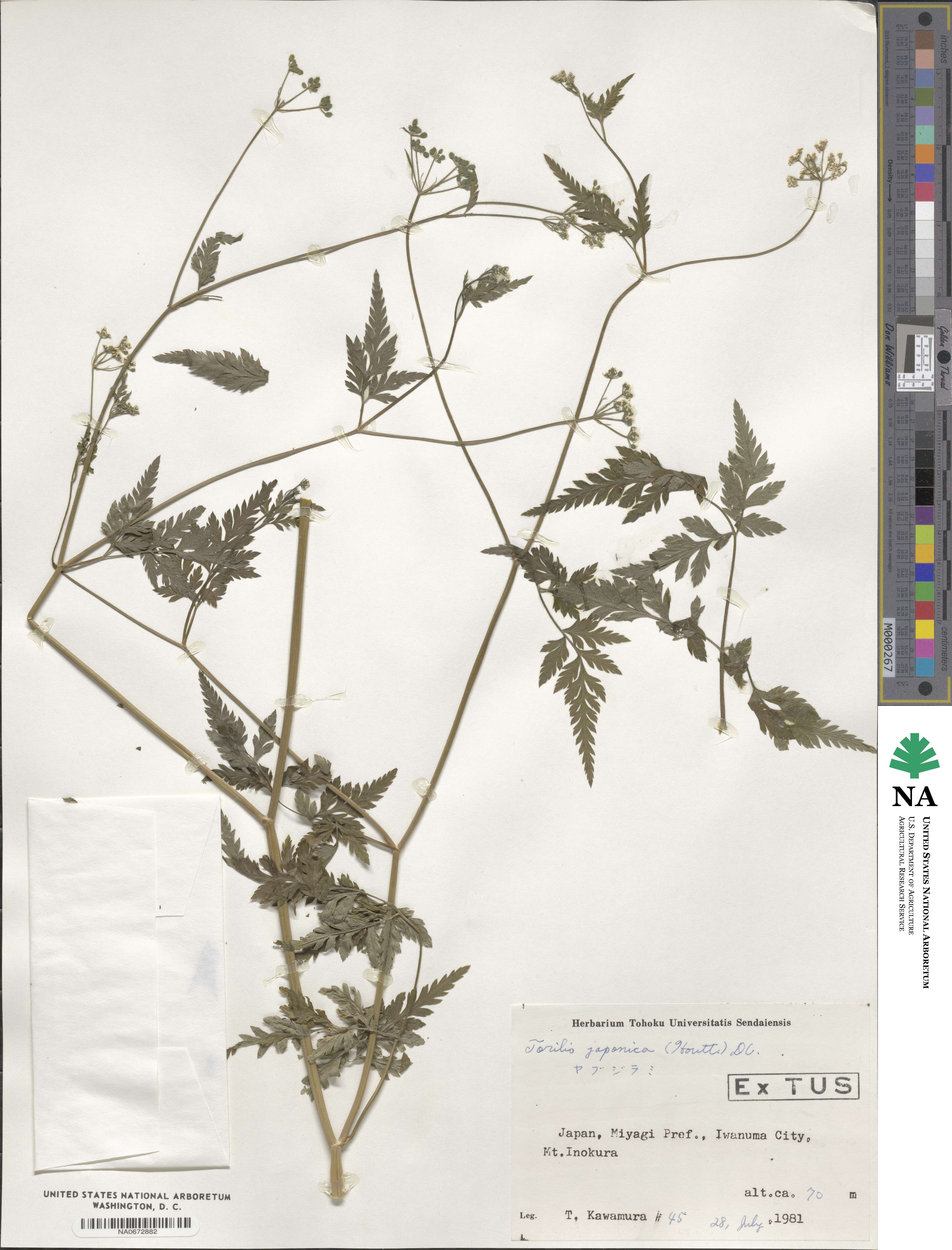 Torilis japonica image