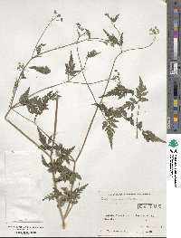 Torilis japonica image