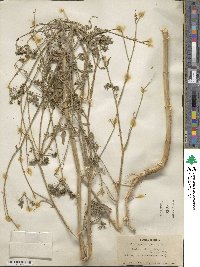 Torilis japonica image