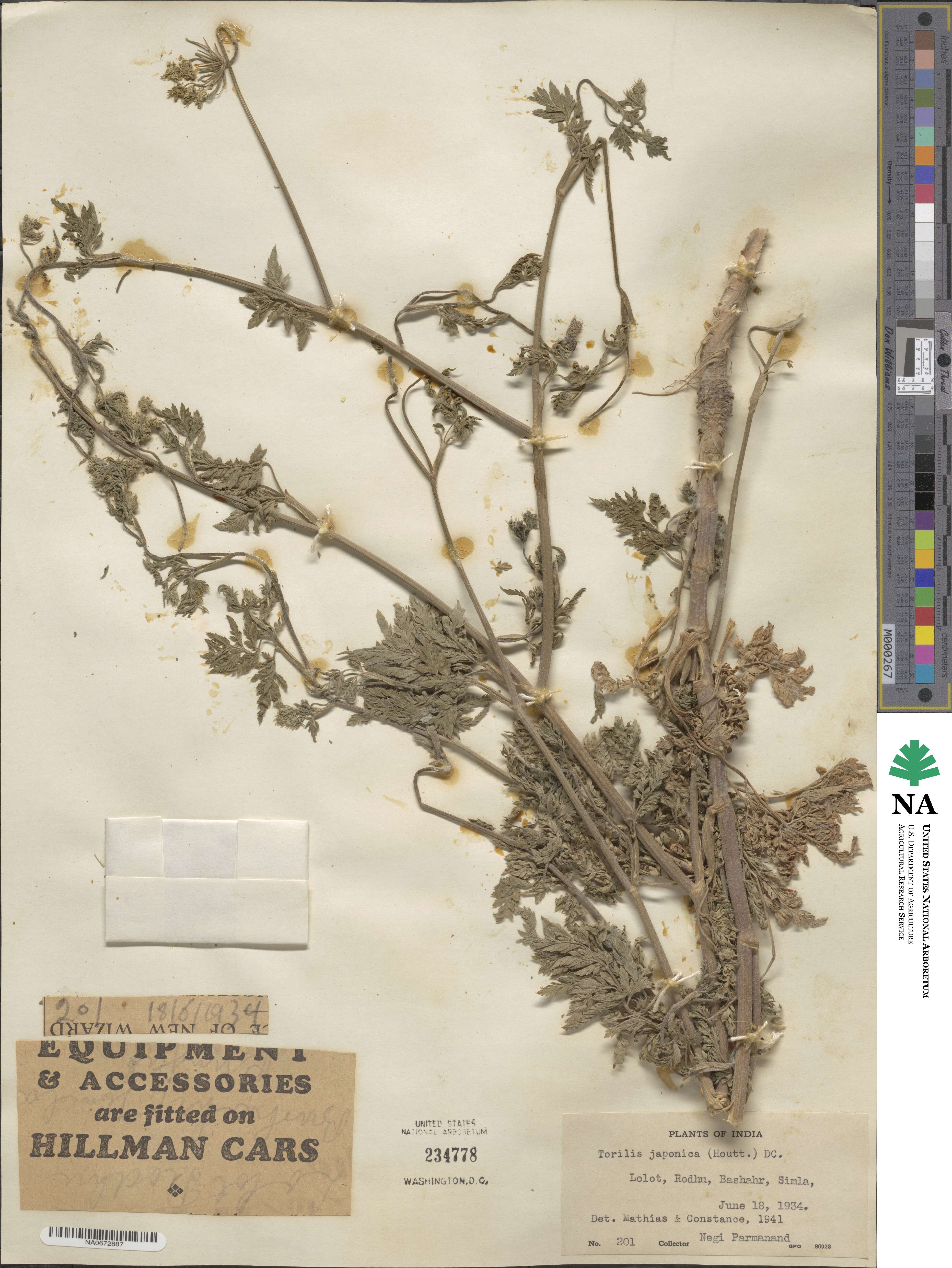 Torilis japonica image